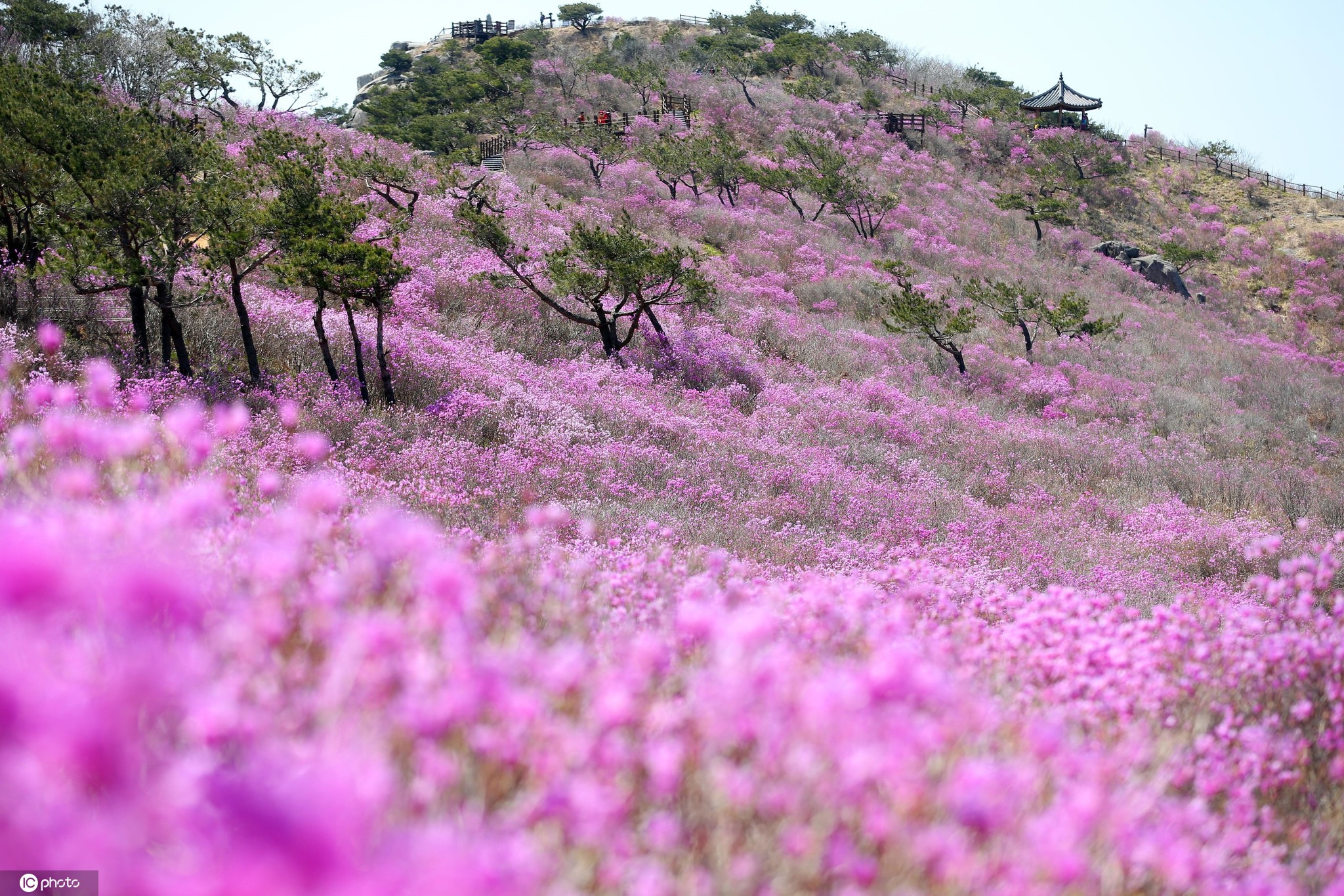 韩国琵琶山鲜花盛开 漫山遍野春意浓