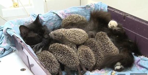 俄罗斯母猫成了八只刺猬的奶妈（组图）