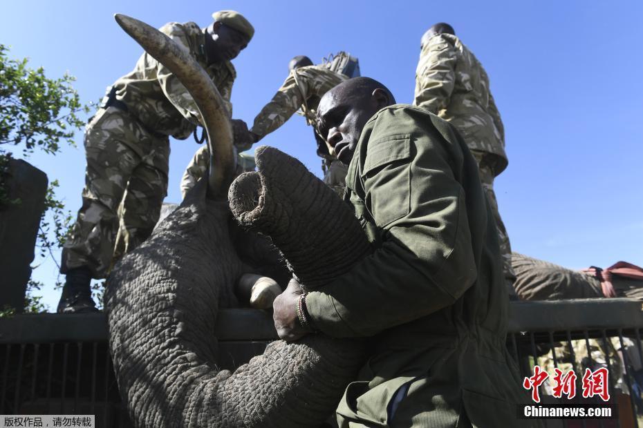 这个“快递”有点重 肯尼亚运送大象场面震撼