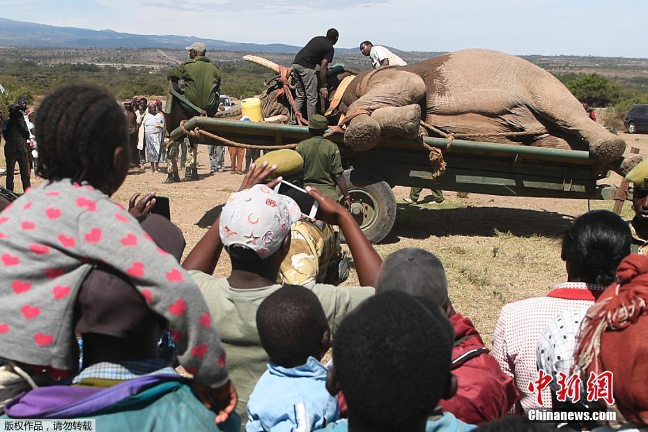 这个“快递”有点重 肯尼亚运送大象场面震撼