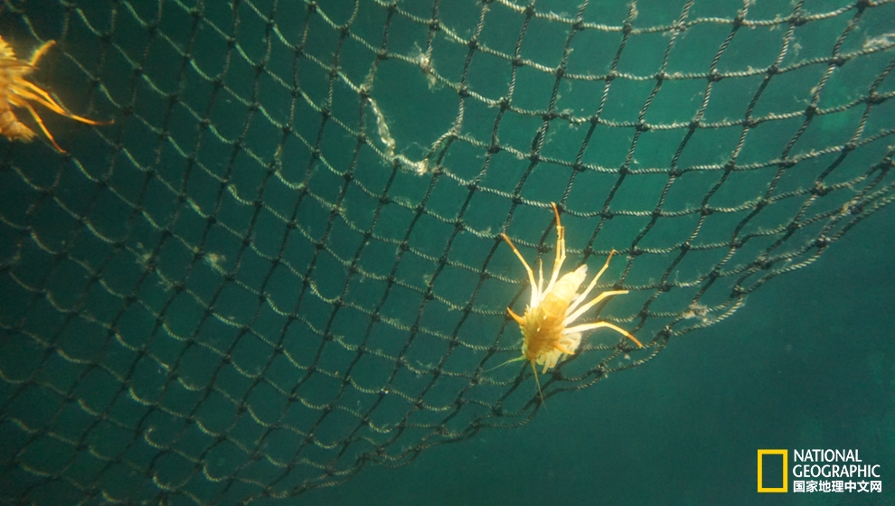 欧洲冬季恋歌｜探寻西伯利亚深邃蓝瞳