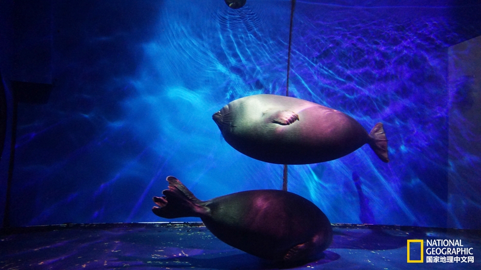 欧洲冬季恋歌｜探寻西伯利亚深邃蓝瞳