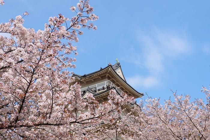 小田原城址公园
