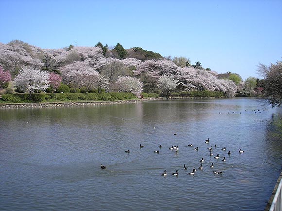 县立三池公园