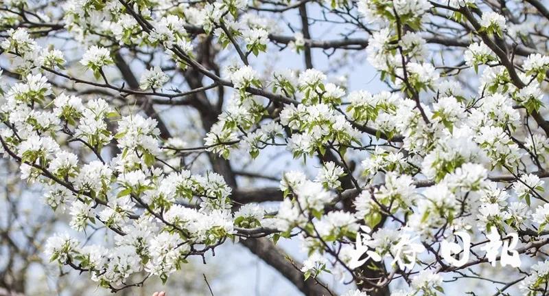 长春莲花山第二届梨花节开幕