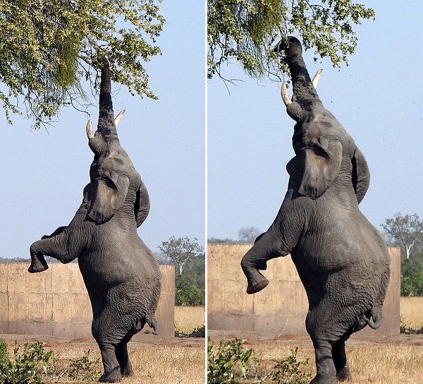 南非大象模仿长颈鹿仅用后腿站立进食